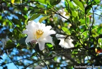 Spring Flowers in Bloom: Top Spots to See Wildflowers This Season