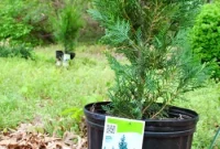 Plant Leyland Cypress Trees to Create a Privacy Hedge