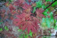 Transplanting Our Red Maple: Step-by-Step Guide and Results