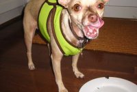Celebrating My Dog’s Adoption Anniversary: Ideas & Tips