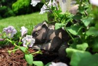How to Install Weed-Blocking Fabric for a Low-Maintenance Garden