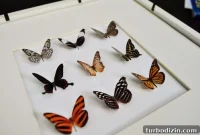 Create Faux Butterfly Wall Art: Step-by-Step Guide