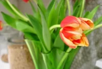 Create a Stunning DIY Tulip Bouquet: Step-by-Step Floral Guide