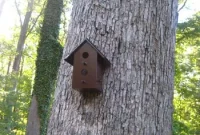 Paint and Hang a Birdhouse: Step-by-Step Guide for Durable Results
