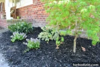 How to Plant and Care for a Dwarf Pieris Japonica Variegata