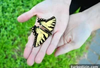 How to Preserve and Display a Dried Butterfly Specimen