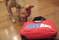 Free Pet First Aid: Essential Tips for Furry Friends