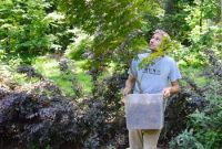 How to Transplant a Japanese Maple Without Stressing the Tree