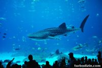 Discover Georgia Aquarium: Visitor Guide, Tickets & Top Exhibits