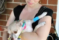 Chihuahua’s First Dental Cleaning: What to Expect and Tips