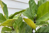 Fiddle Leaf Fig Care Guide: How to Water, Light, and Prune for Growth