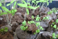 Grow Herbs and Vegetables from Seed: A Beginner’s Guide