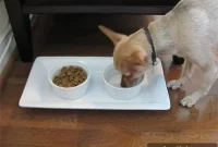 DIY Dog Food and Water Station: Build a Practical Pet Feeder