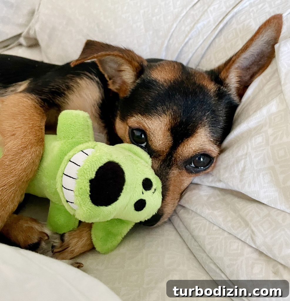 Meet Penny Petersik: Designer, Author, and Home Style Expert 2 Penny peeking around a small dog toy she is holding