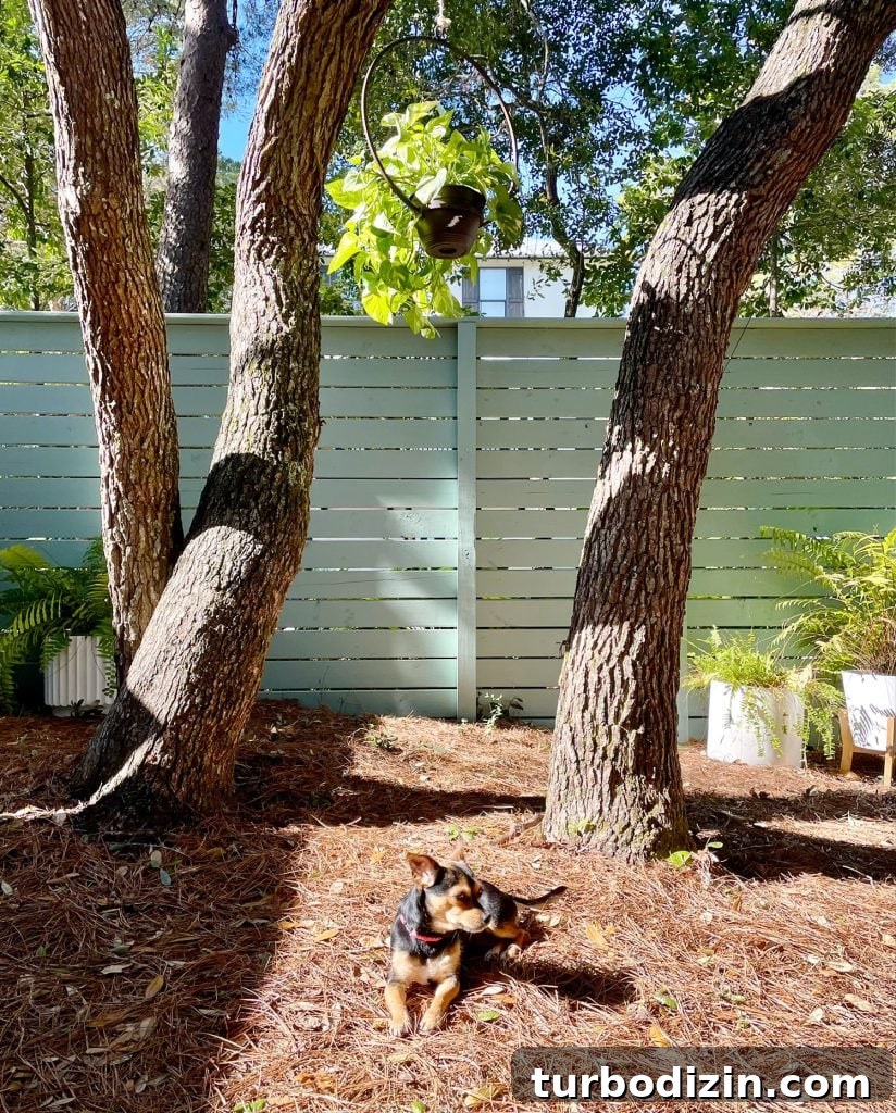 Meet Penny Petersik: Designer, Author, and Home Style Expert 11 Small dog relaxing in yard under oak trees