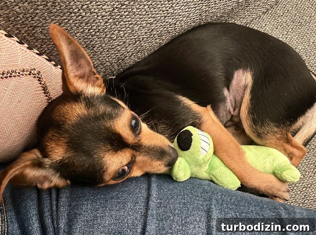 Meet Penny Petersik: Designer, Author, and Home Style Expert 12 Penny the chorkie sleeping with green dog toy