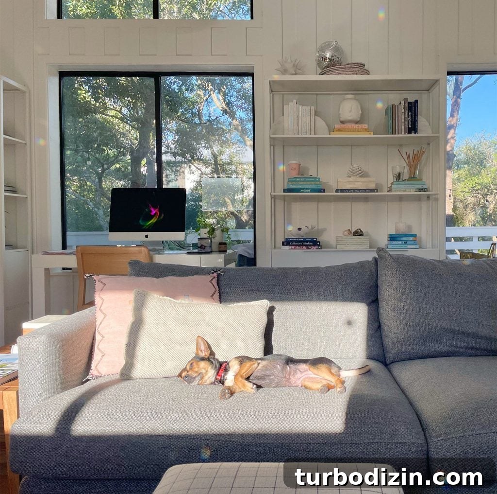 Meet Penny Petersik: Designer, Author, and Home Style Expert 14 Penny the chihuahua yorkie mix enjoying a sun spot on the couch
