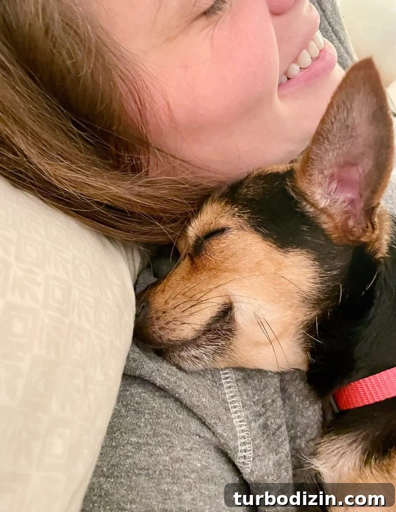 Meet Penny Petersik: Designer, Author, and Home Style Expert 16 Small dog making a sleepy smile grin on Sherry