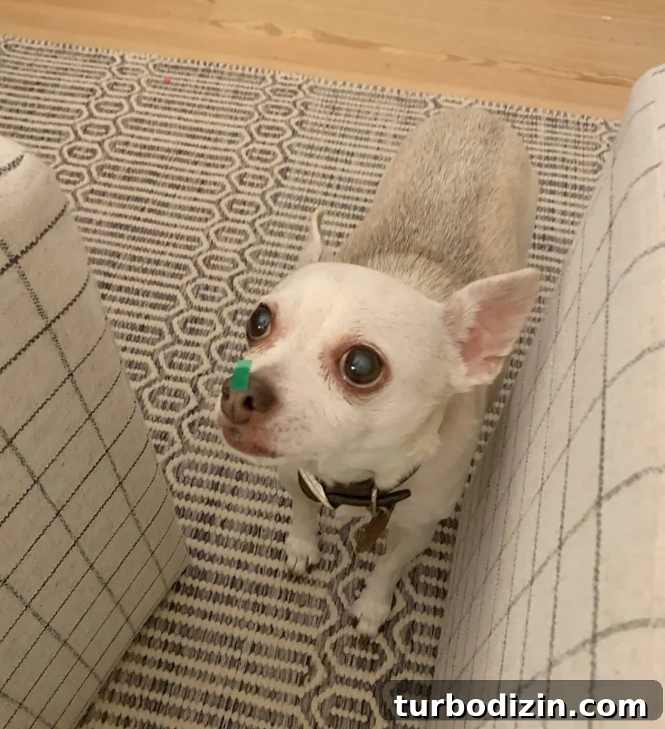 Meet Penny Petersik: Designer, Author, and Home Style Expert 4 Burger the chihuahua with green confetti stuck to his nose