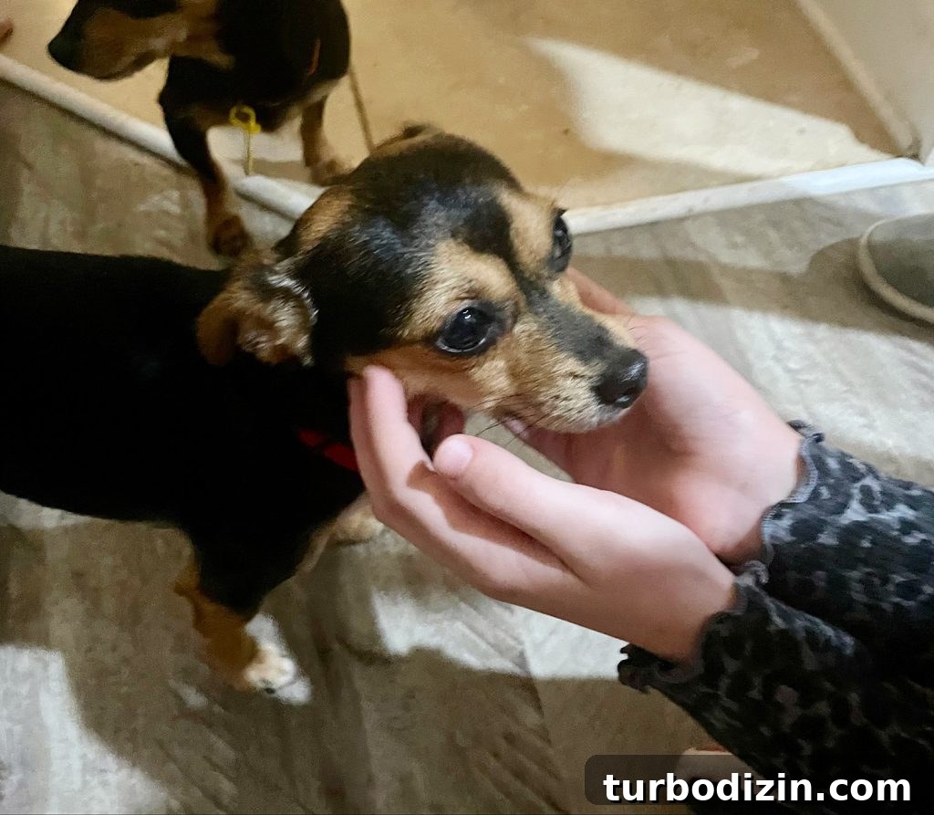 Meet Penny Petersik: Designer, Author, and Home Style Expert 5 Small chihuahua yorkie mix with brown and black coloring