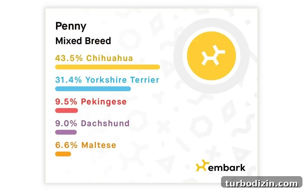 Meet Penny Petersik: Designer, Author, and Home Style Expert 7 Embark Dog Breed Identification Results