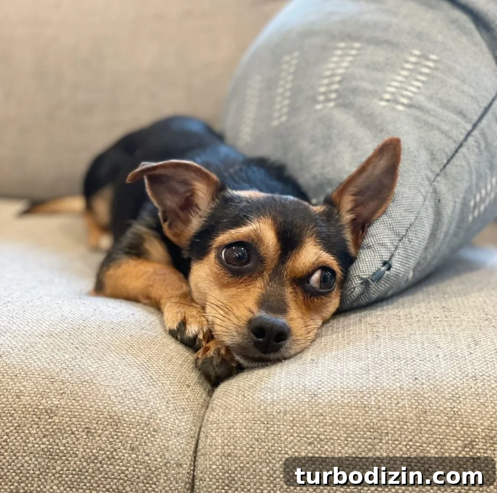 Meet Penny Petersik: Designer, Author, and Home Style Expert 8 Chihuahua Yorkie Mix Young Dog With Brown and Black Coloring