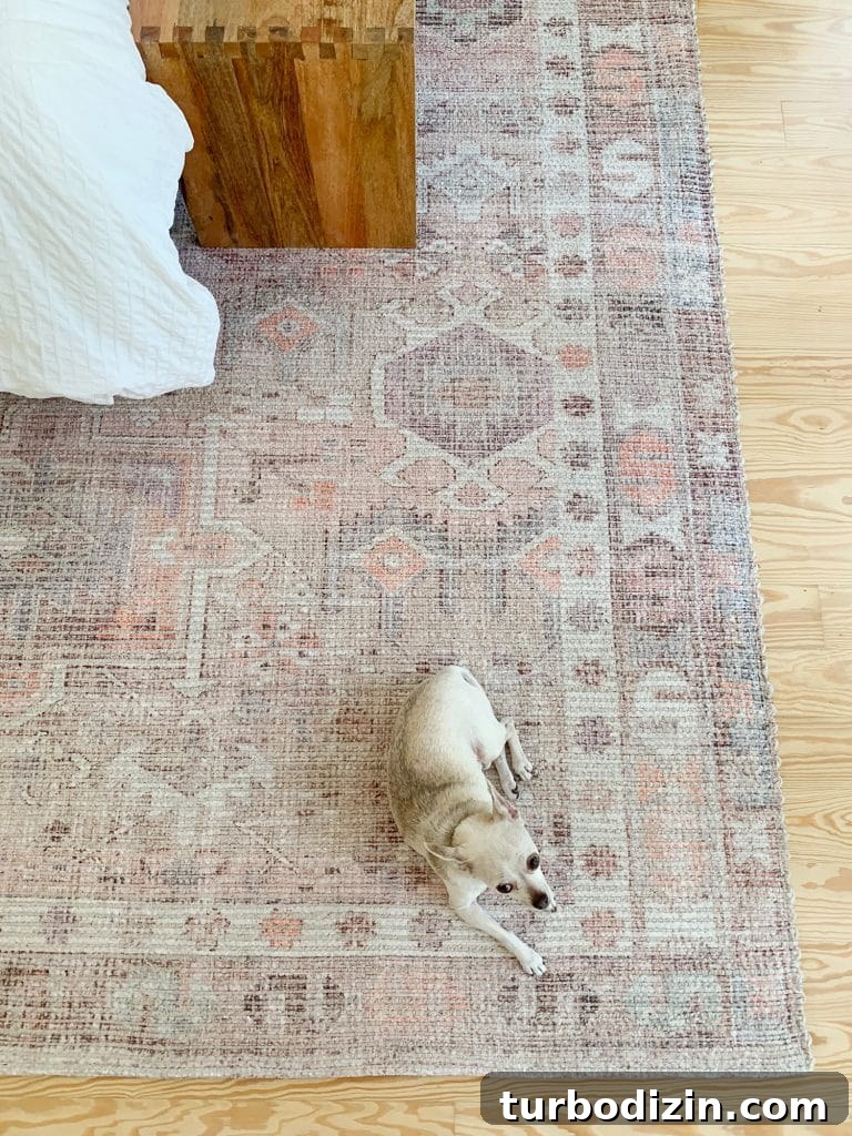 Chihuahua sitting on West Elm Pink Vintage Subtle Rug In Bedroom