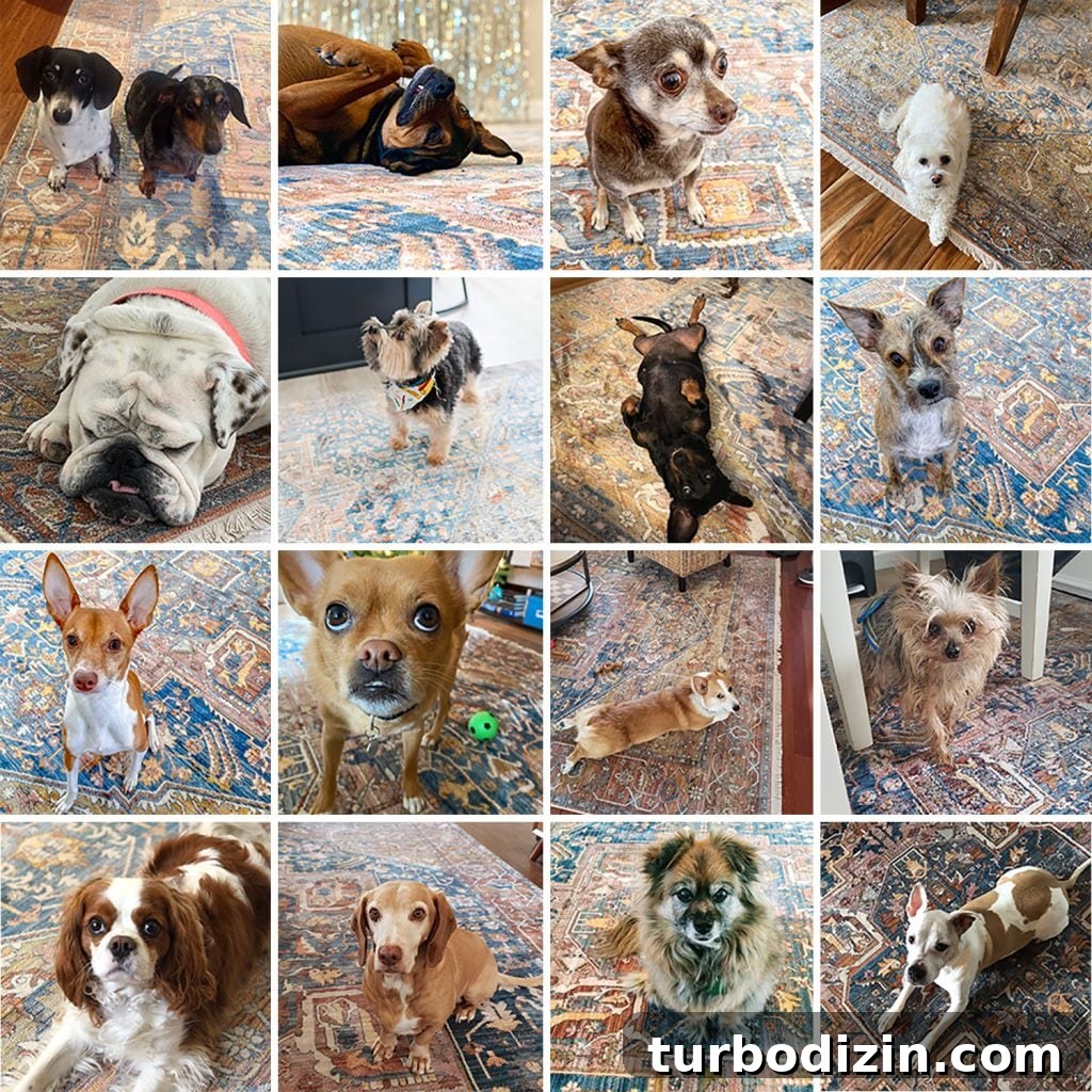 Collage of Various Dogs Sitting On Magic Traditional Rug | NuLoom Vintage Harriet Medallion Fringe Area Rug 