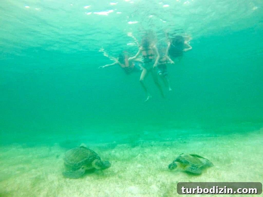 Traveling to Mexico with Kids and a Dog: Family Guide 13 Family Snorkeling With Sea Turtles In Akumal Bay Mexico