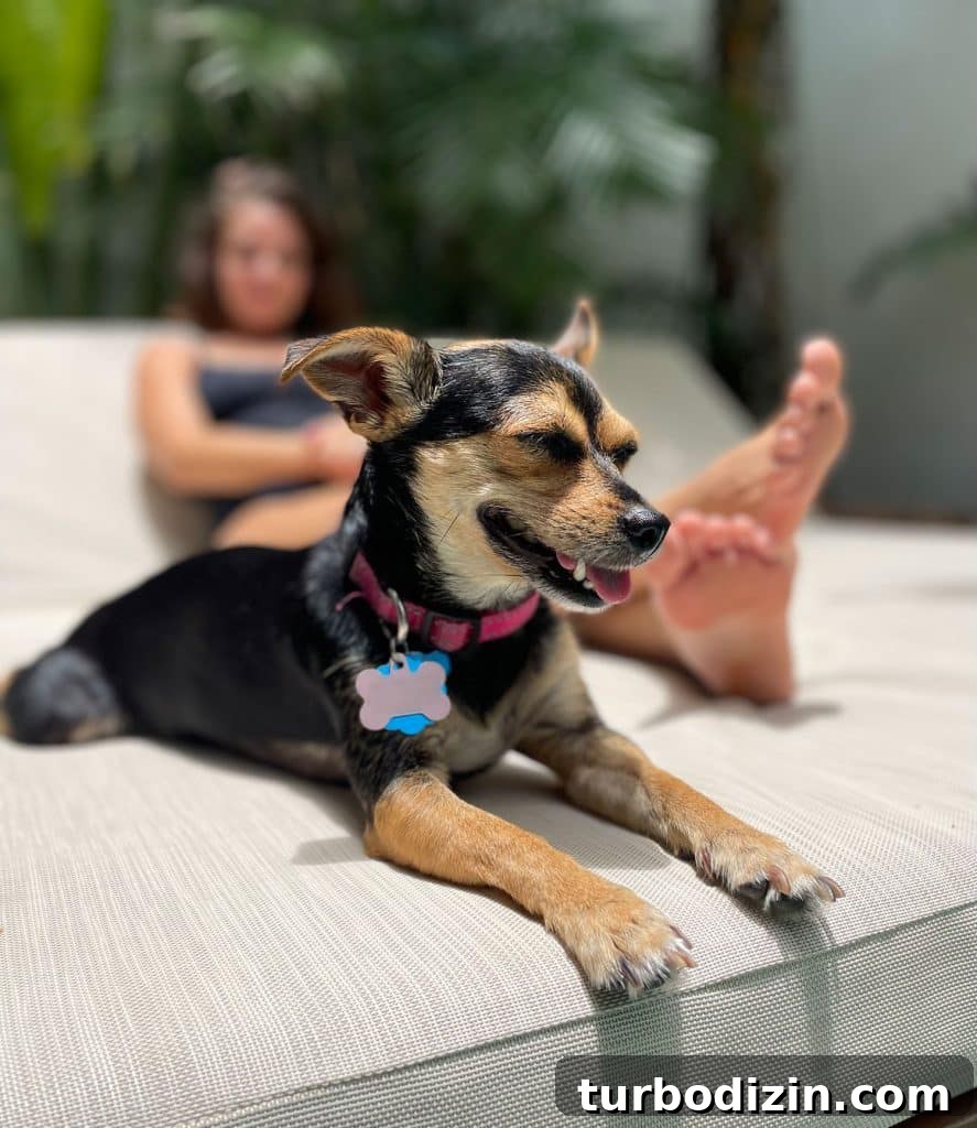 Traveling to Mexico with Kids and a Dog: Family Guide 20 Penny The Chorkie Sitting In Sun Panting In Tulum Mexico