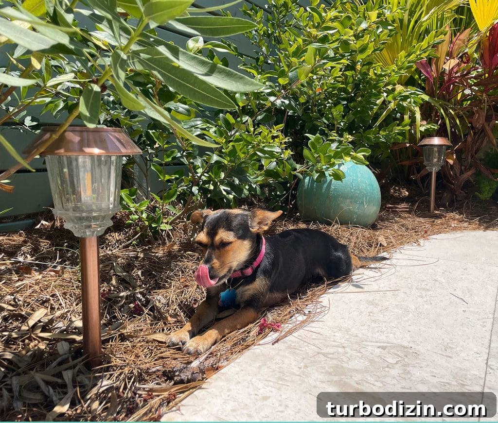 Top-Rated Outdoor Solar Lights for Bright, Reliable Yard Lighting 7 Brown Chihuahua Sitting Among Solar LED Patio Walkway Lights In Bushes
