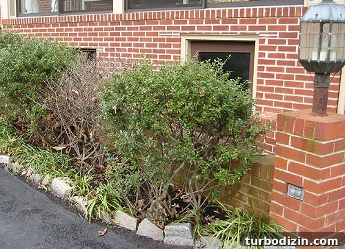 whattodowithdeadbush-1 whattodowithdeadbush-1