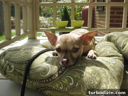 burger-on-a-dog-bed-floor-pillow burger-on-a-dog-bed-floor-pillow