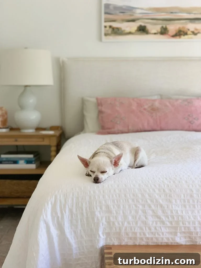 Fit a King Bed Into a Small Bedroom: Space-Saving Layouts & Tips 5 Burger the chihuahua sleeping on the end of a bed with cream headboard