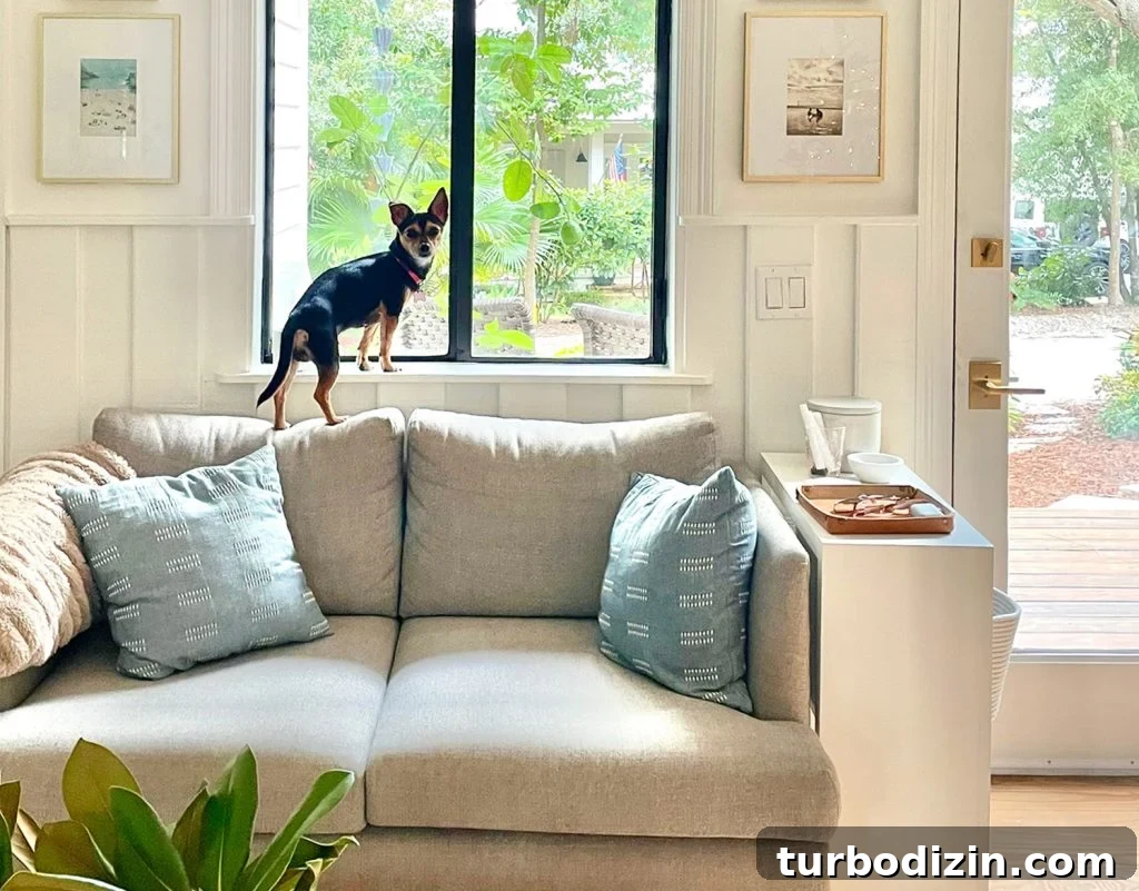 Fit a King Bed Into a Small Bedroom: Space-Saving Layouts & Tips 6 Penny Chorkie Mix Standing On Couch