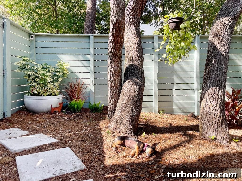 Penny The Chorkie Dog Sleeping At The Base Of Tree In Side Yard