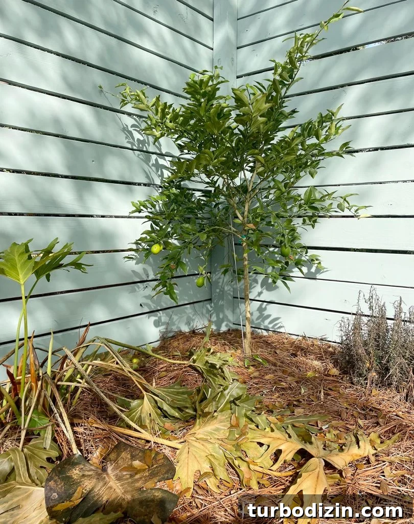 Small lime tree that survived freeze in Florida