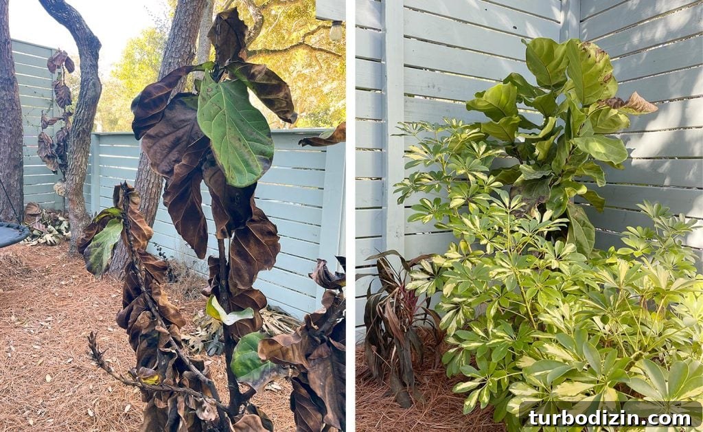 Side by Side photo of Figs That Died During Freeze With One That Survived
