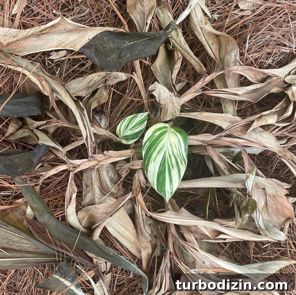 Variegated Ginger Plant Regrowing After Freeze