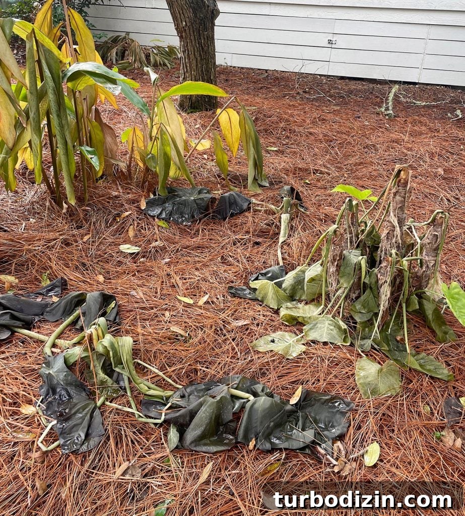 Wilted tropical plants after Florida freeze event