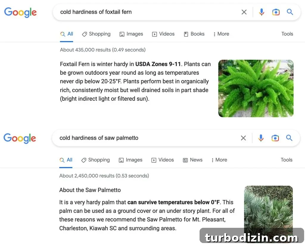 Google Search Result Page Of Cold Hardiness For Tropical Plants