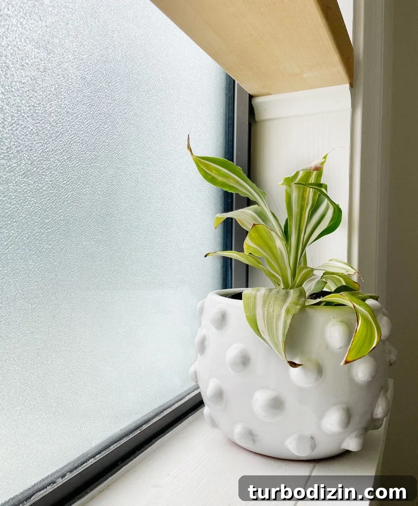 Detail of Frosted Glass In Bathroom Window With Plant And Floating Wood Shelf