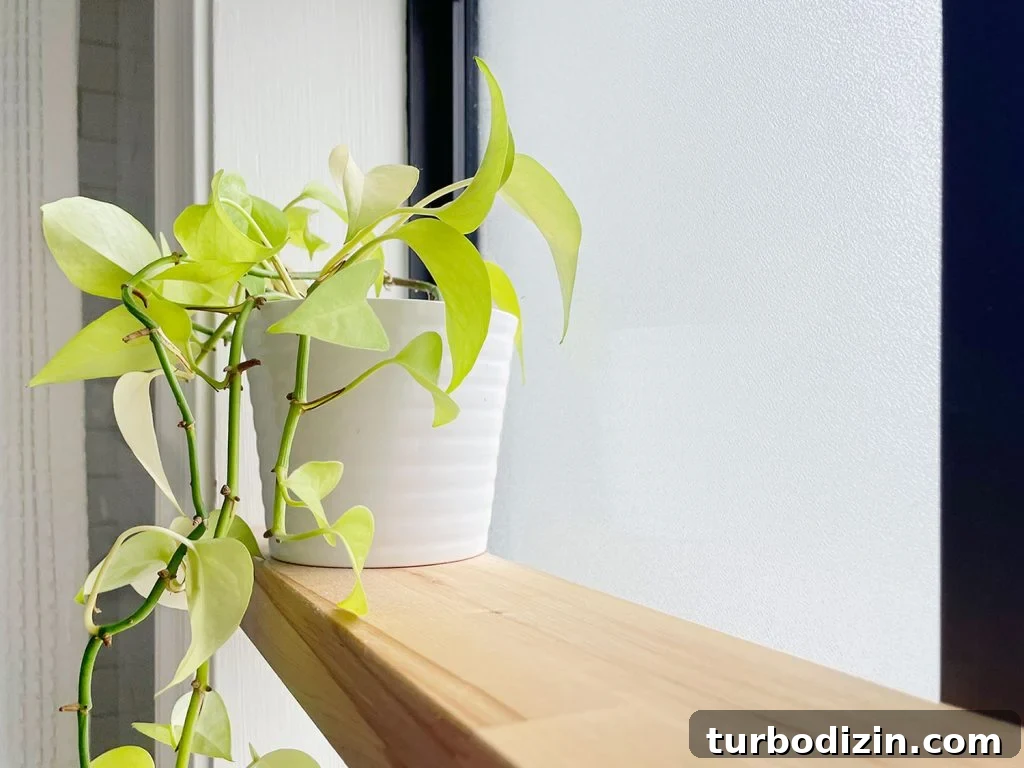 Detail Of Pothos Plant On Butcher Block Floating Wood Shelf In Bathroom