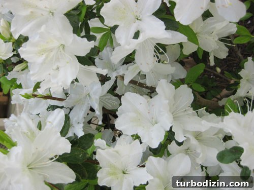 img_0418 img_0418