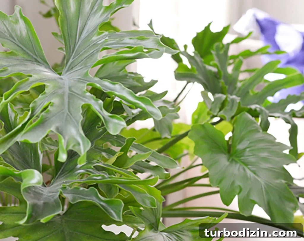 Tree Philodendron Care Guide: Growing Tips for Lush Indoor Plants 3 Split Leaf Tree Philodendron Close Up