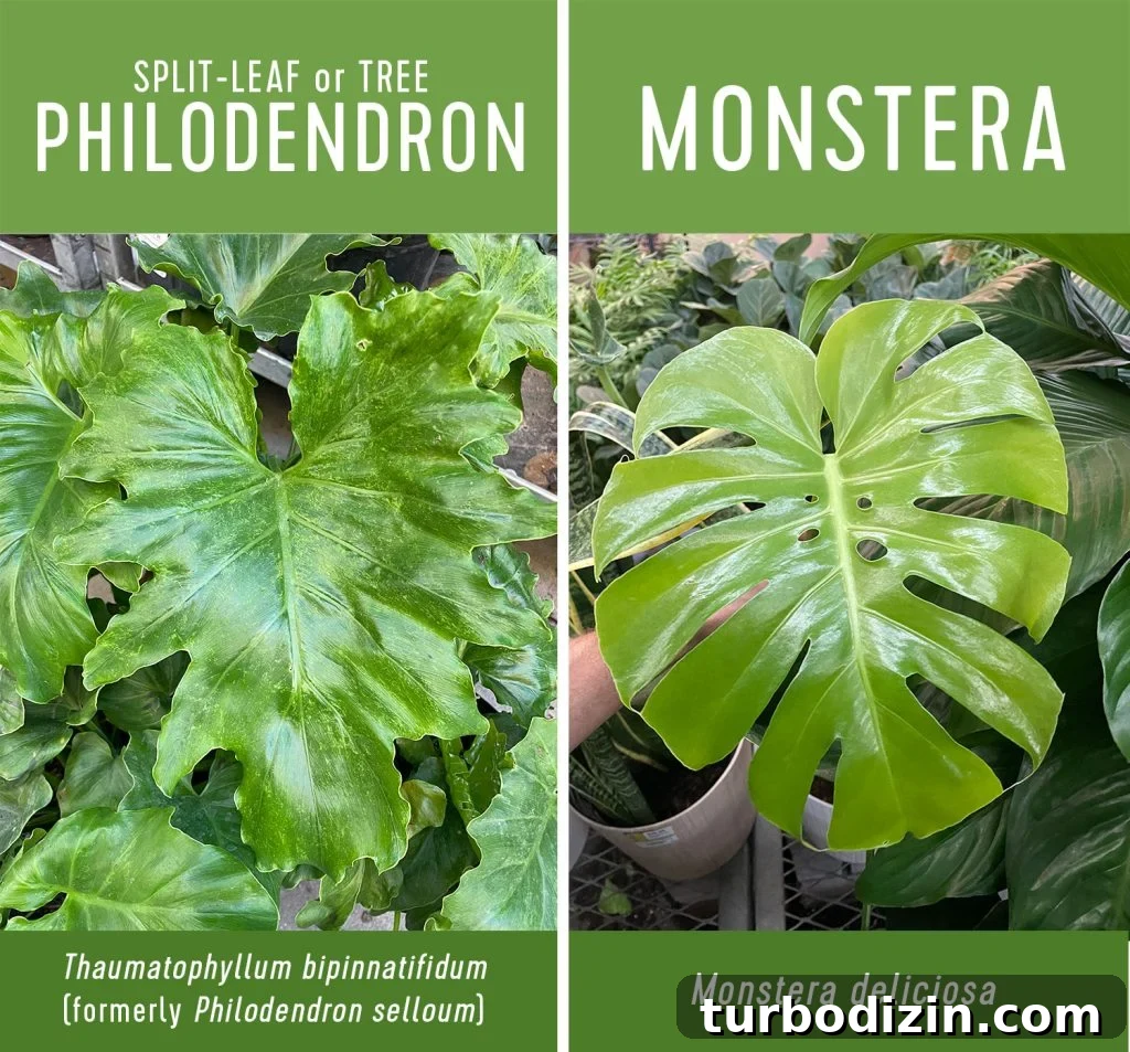 Tree Philodendron Care Guide: Growing Tips for Lush Indoor Plants 4 Split Leaf Tree Philodendron vs Monstera Side by Side Comparison