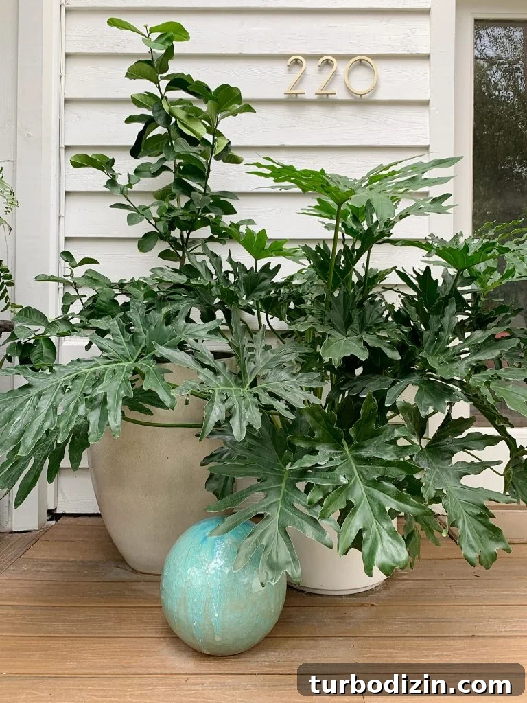 Tree Philodendron Care Guide: Growing Tips for Lush Indoor Plants 6 Oversized Plants In Large Planters On Front Porch
