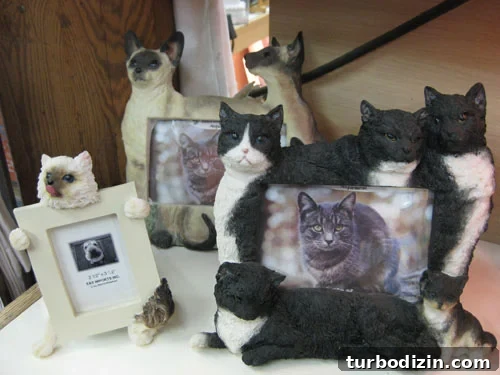 gag-cat-gift-frame