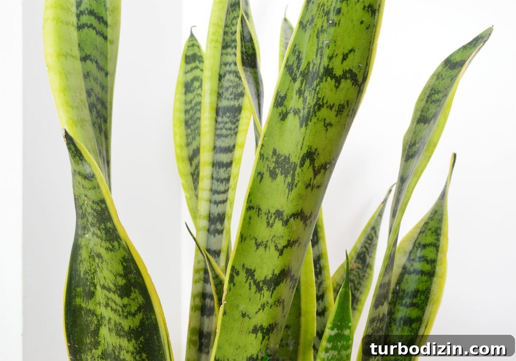 Close Up Of Snake Plant Leaves