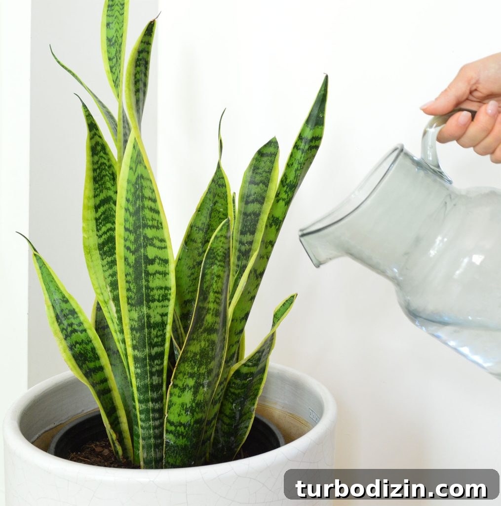 Pitcher Watering Snake Plant